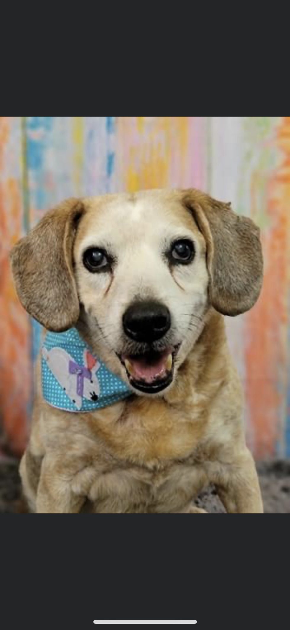 Our Rescues Coco's House Senior Sanctuary & Rescue